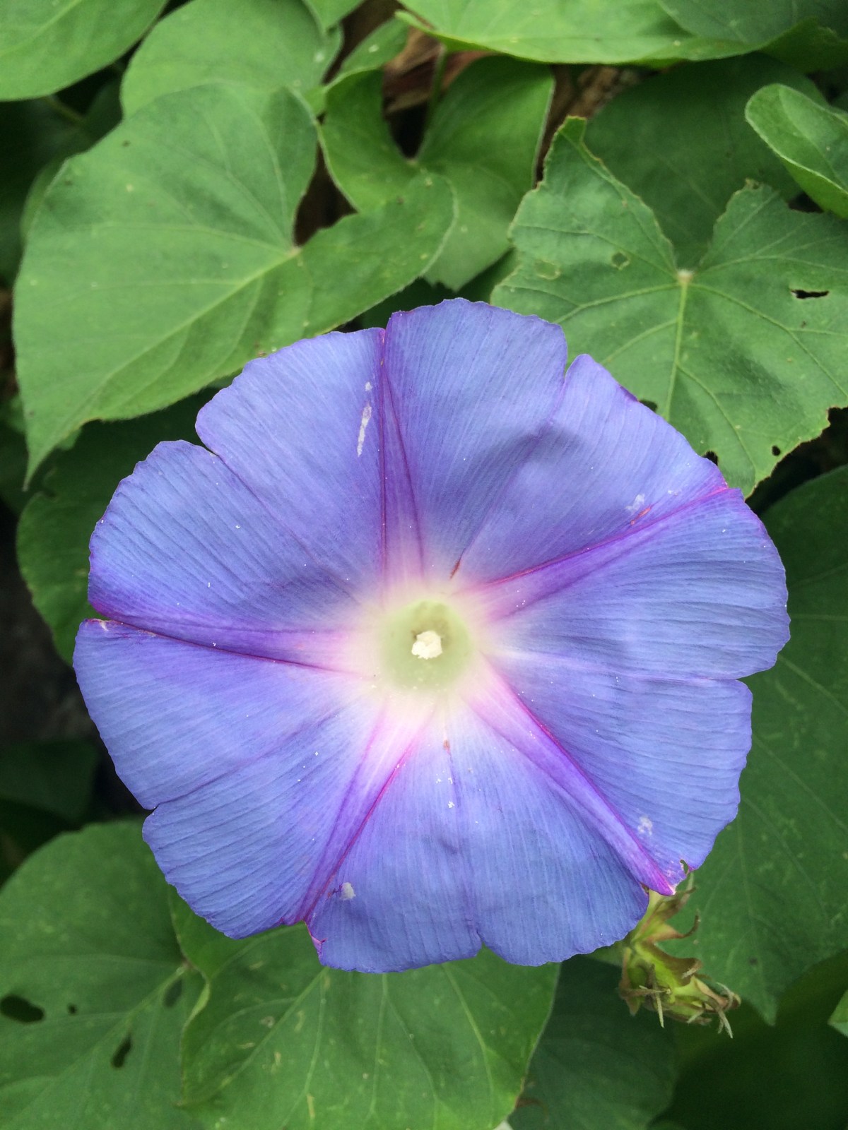 The Day I Remembered I Am An&nbsp;Intovert