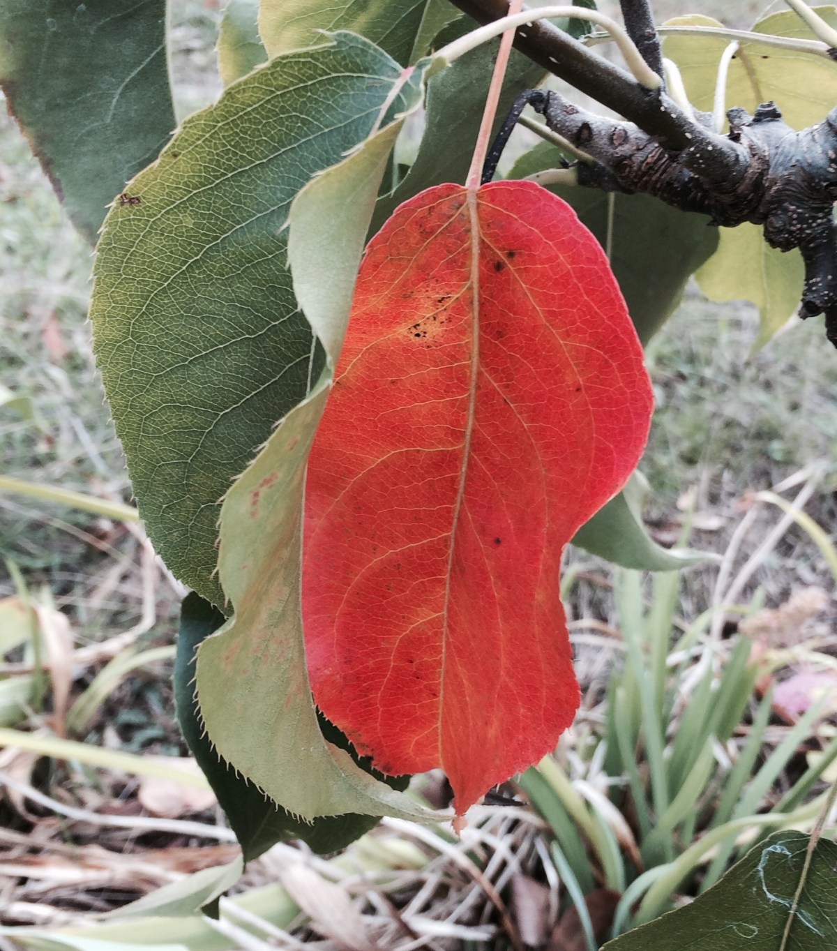 Tame the Crave – a few of my favorite *healthy*&nbsp;things