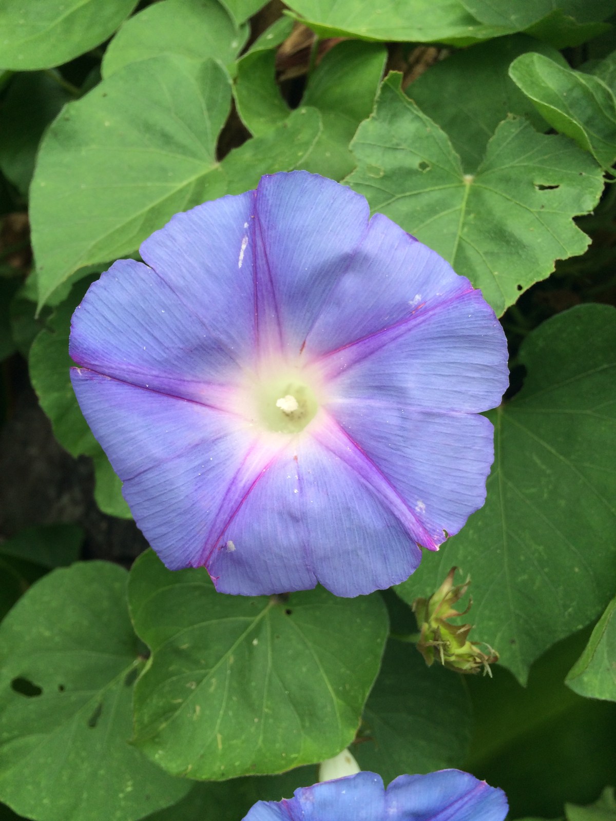 For the sake&nbsp;of…