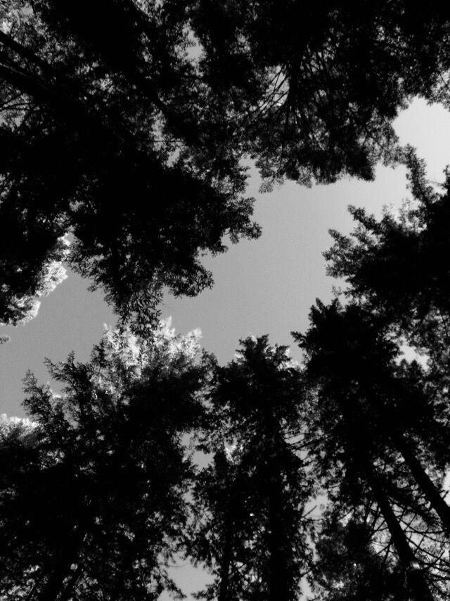 That Time Pentatonix Made Me&nbsp;Cry