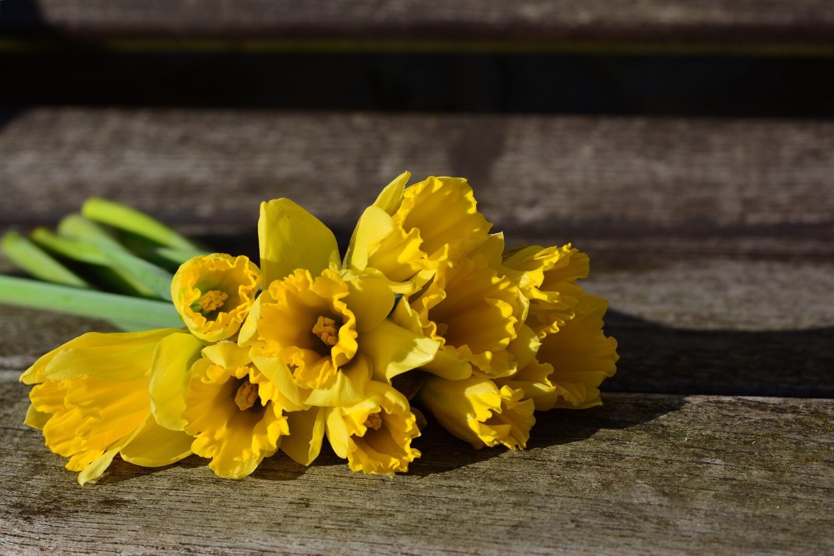 Of Daffodils and&nbsp;Death